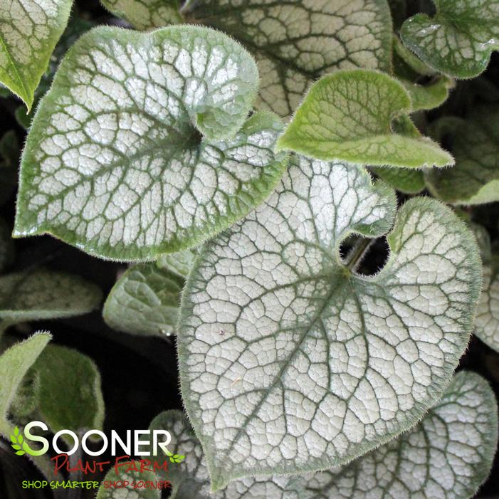 JACK FROST BRUNNERA