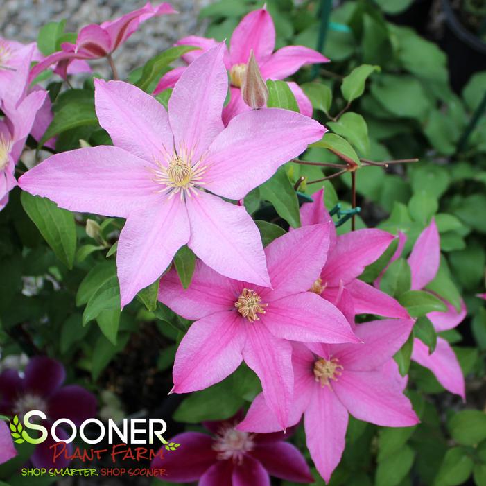 SALLY™ CLEMATIS