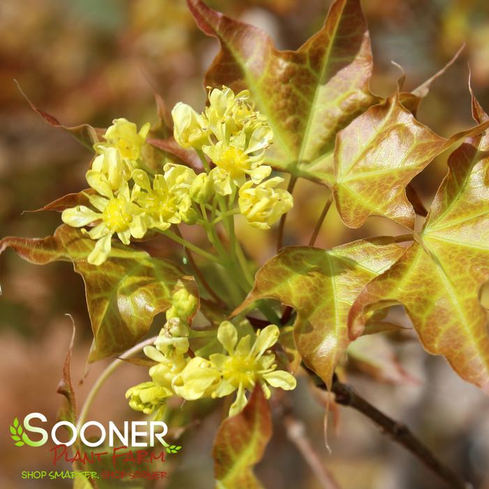 SUPER DRAGON® SHANTUNG MAPLE