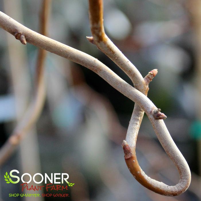 ZYDECO TWIST BLACKGUM