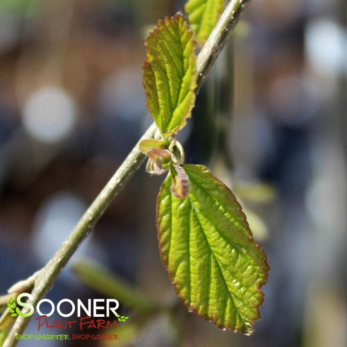 WEEPING PERSIAN IRONWOOD