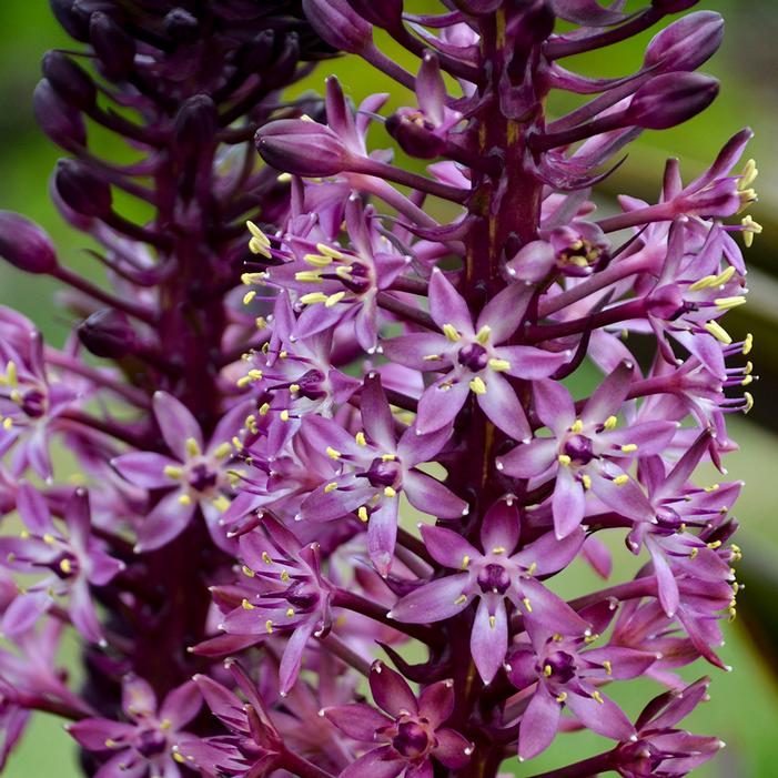 AFRICAN NIGHT PINEAPPLE LILY