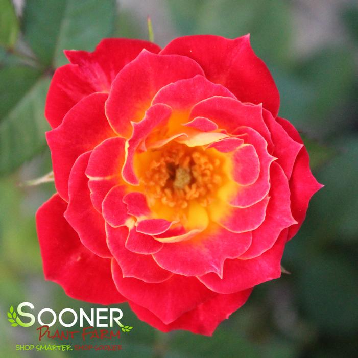 TIDDLY WINKS™ MINIATURE ROSE