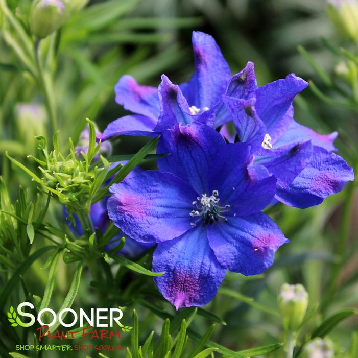 DIAMONDS BLUE DELPHINIUM