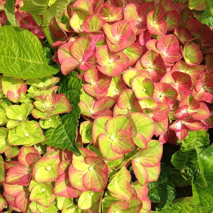 TILT-A-SWIRL® HYDRANGEA