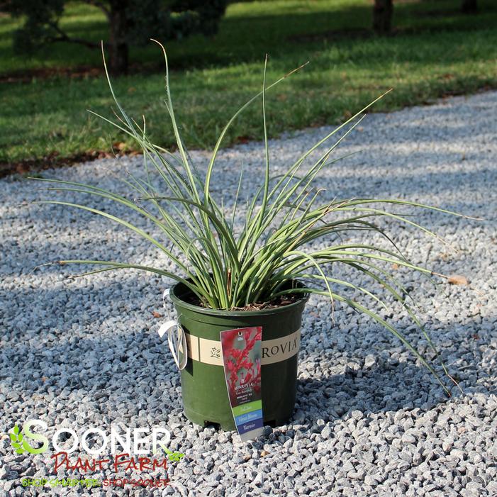 BRAKELIGHTS® RED YUCCA