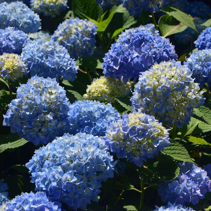iBLOOM® AZURE SKIES™ HYDRANGEA