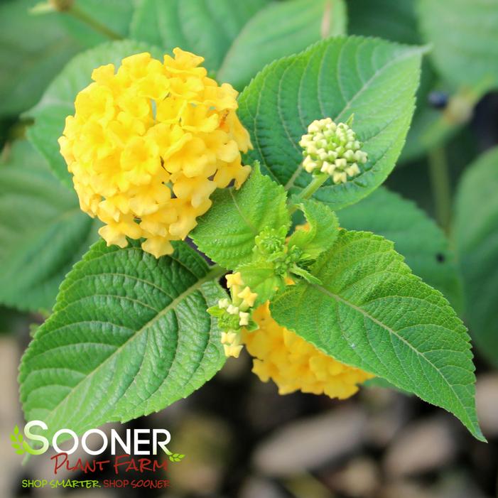 LUCKY™ YELLOW LANTANA