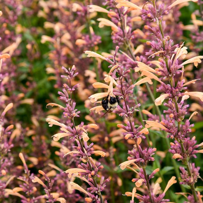 MEANT TO BEE™ QUEEN NECTARINE HYSSOP