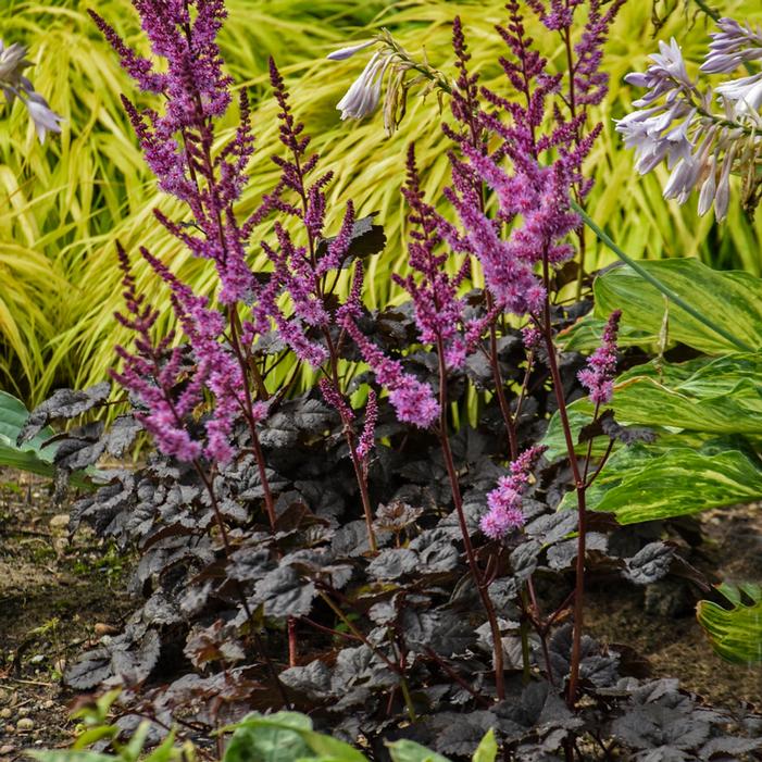 DARK SIDE OF THE MOON ASTILBE