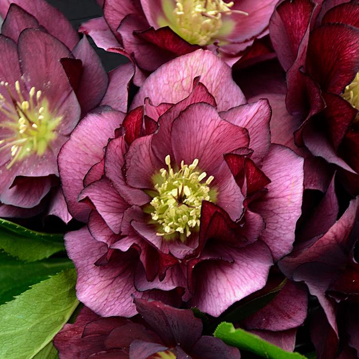 WEDDING PARTY® TRUE LOVE LENTEN ROSE