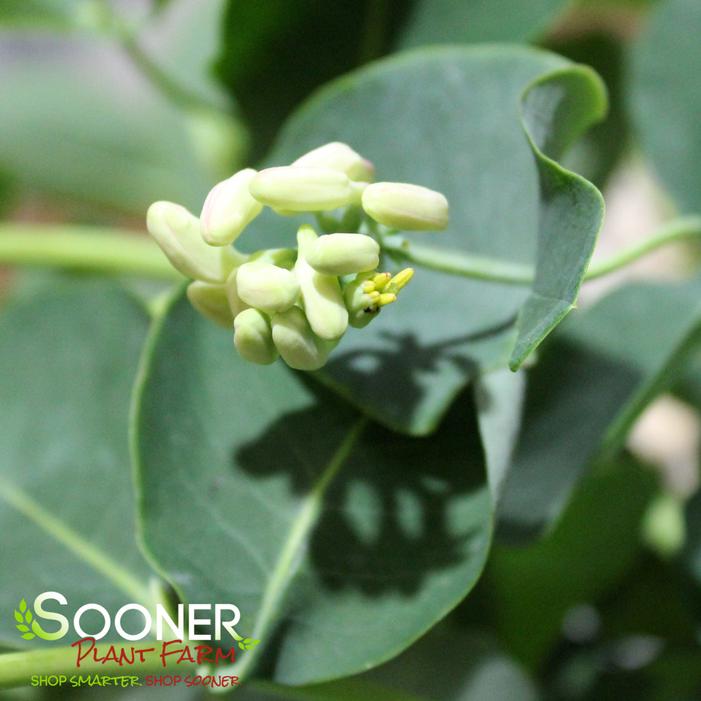 KINTZLEY'S GHOST® GRAPE HONEYSUCKLE