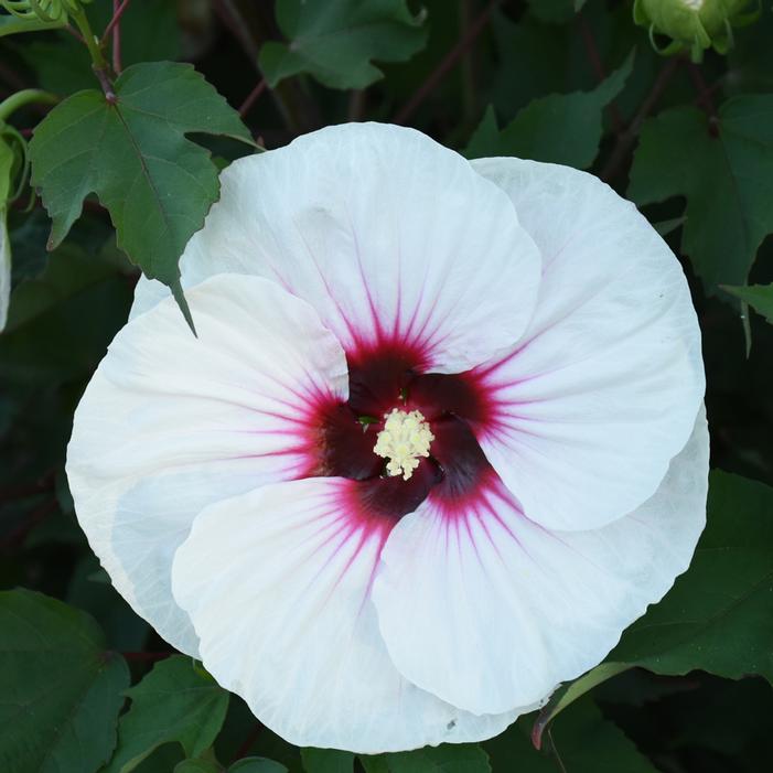 ANGEL EYES HARDY HIBISCUS
