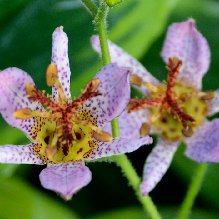 AUTUMN GLOW TOAD LILY