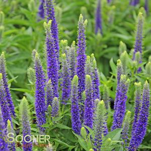 ROYAL CANDLES SPEEDWELL