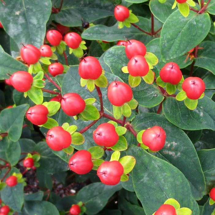 HYPERBERRIES RED ST. JOHN'S WORT