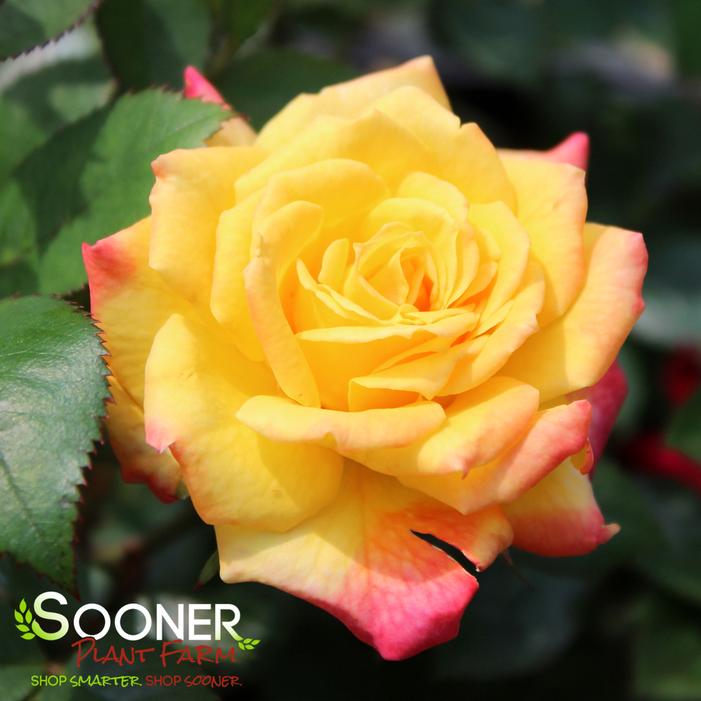 RAINBOW'S END™ MINIATURE ROSE