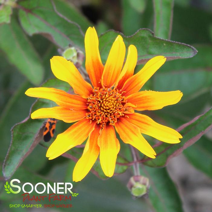 BURNING HEARTS FALSE SUNFLOWER