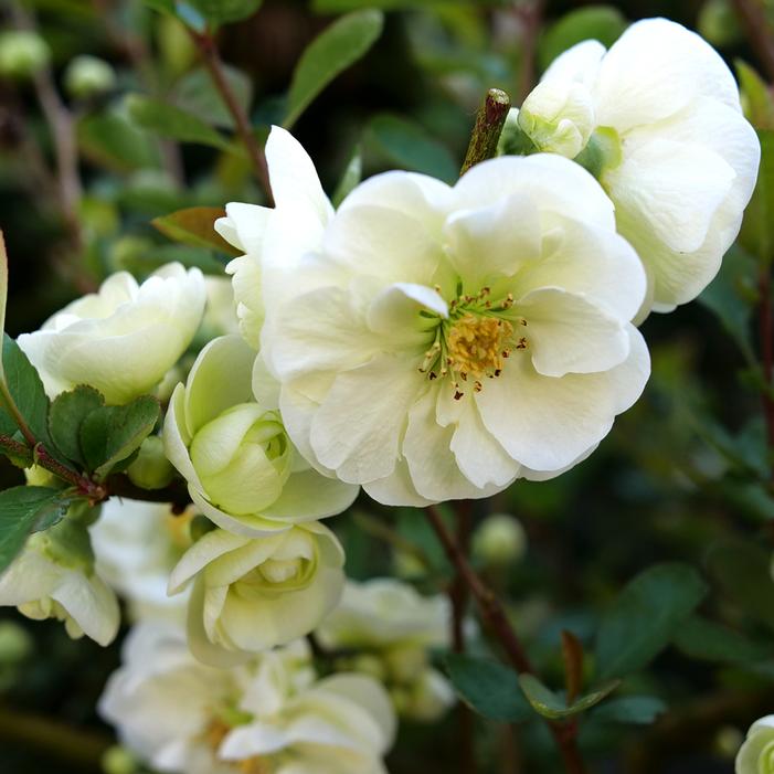 DOUBLE TAKE® ETERNAL WHITE QUINCE