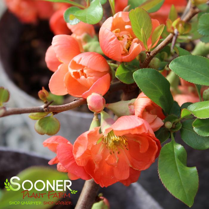 CHOJURAKU FLOWERING QUINCE