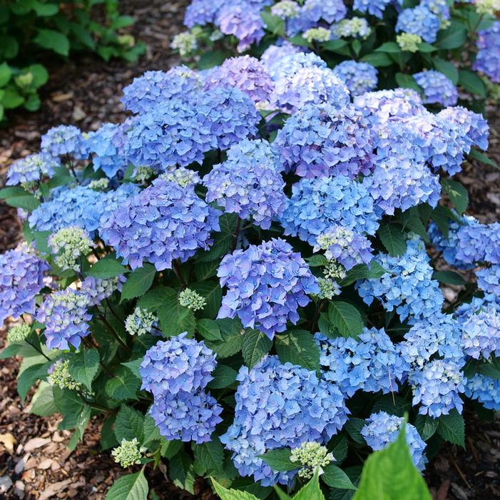 LET'S DANCE LOVEABLE® HYDRANGEA
