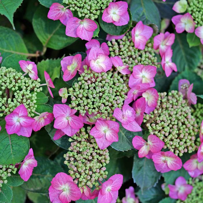 TUFF STUFF TOP FUN® HYDRANGEA