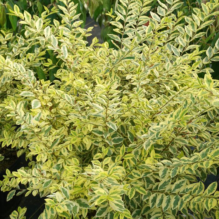 GOOD VIBRATIONS® PRIVET