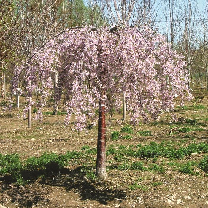 PINK SNOW SHOWERS™ WEEPING CHERRY