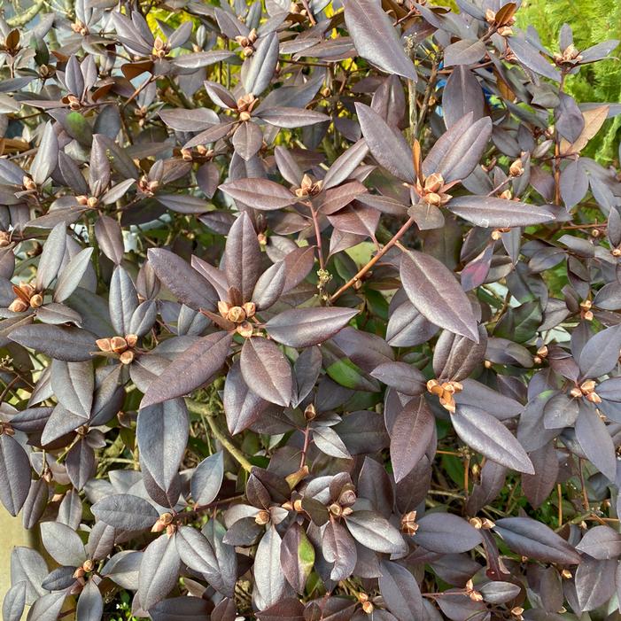 BLACK HAT® RHODODENDRON