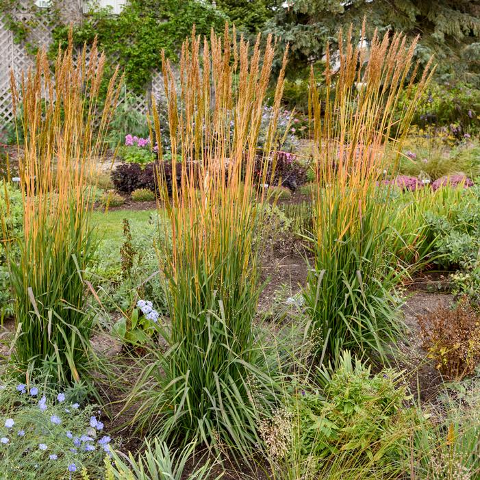 GOLDEN SUNSET® INDIAN GRASS