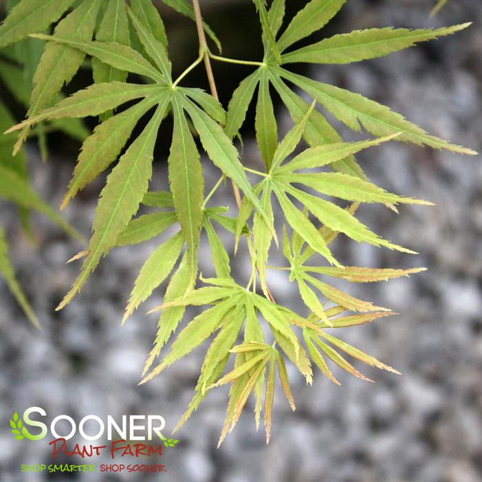 ORANGE FLAME UPRIGHT JAPANESE MAPLE