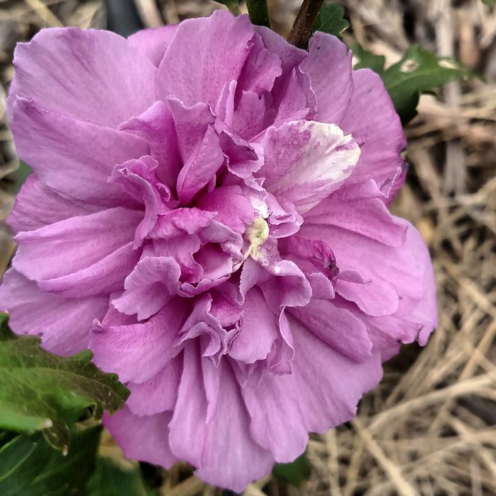 FRENCH CABARET™ PURPLE ALTHEA