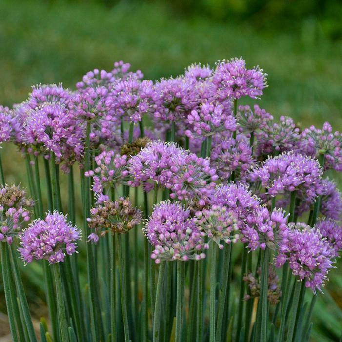 PINCUSHION ORNAMENTAL ONION