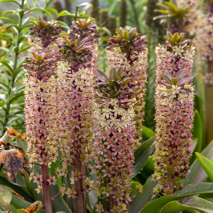 CROWNING GLORY™ PRINCESS BRIDE PINEAPPLE LILY