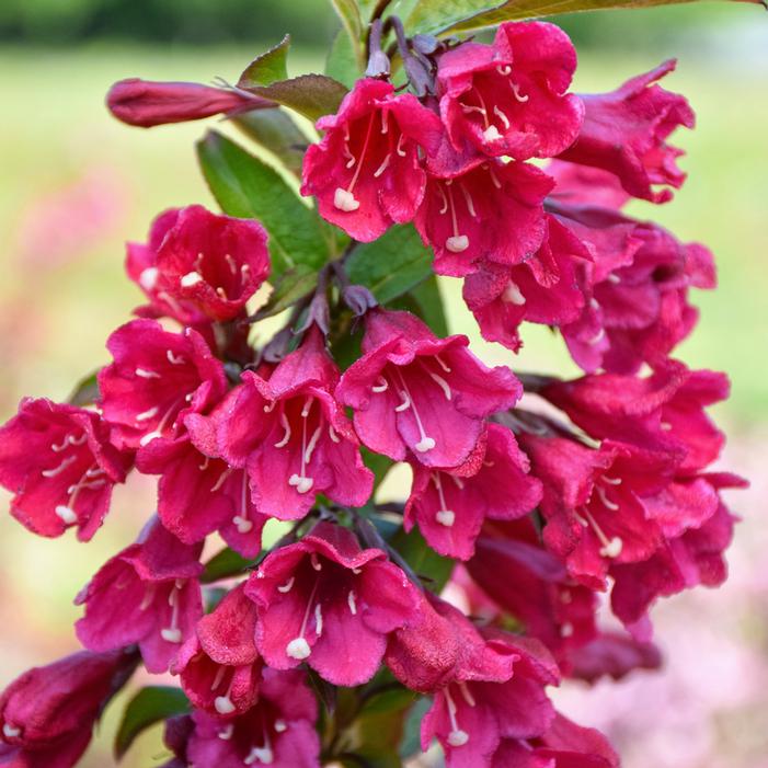 TOWERS OF FLOWERS® CHERRY WEIGELA