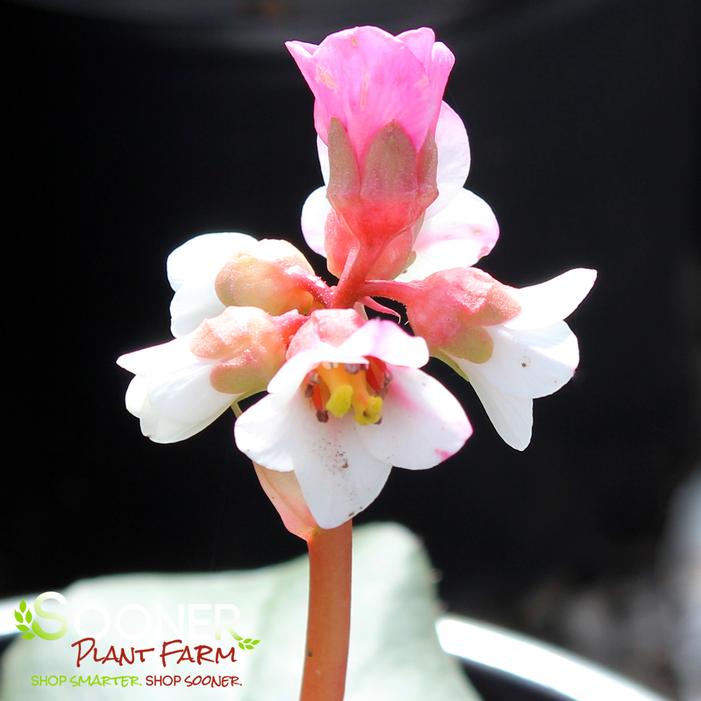 PEPPERMINT PATTY BERGENIA