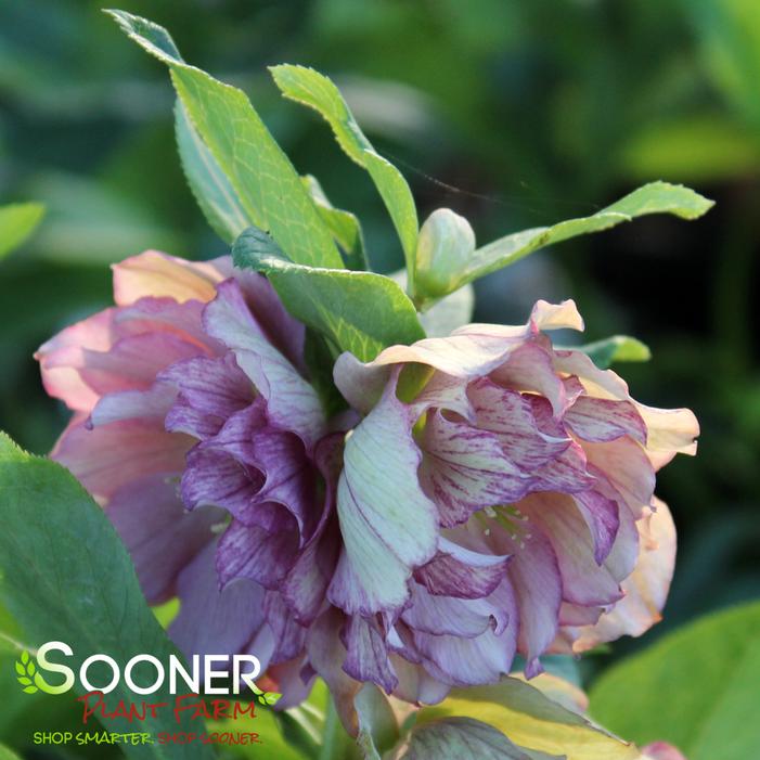 WEDDING PARTY® MAID OF HONOR LENTEN ROSE