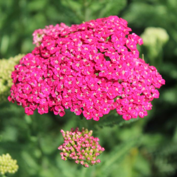 SAUCY SEDUCTION YARROW