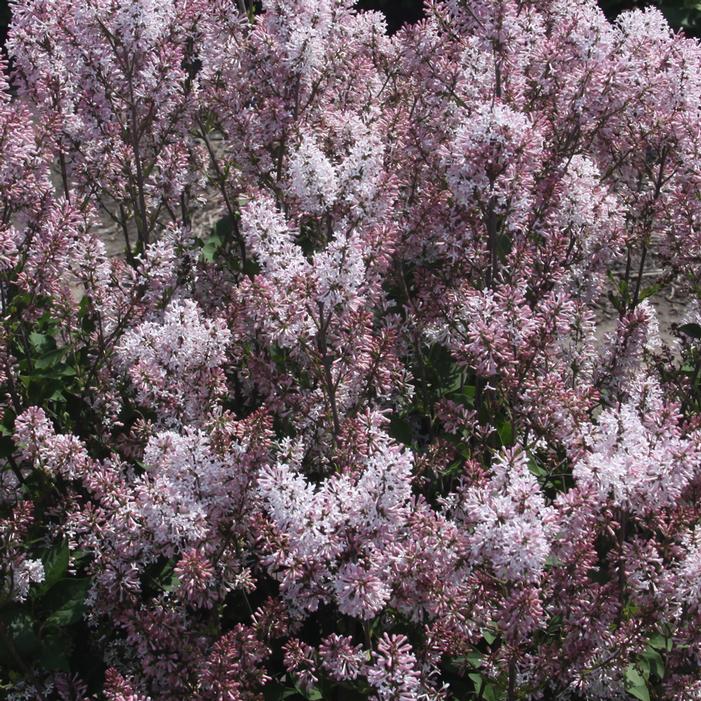 DREAM CLOUD™ MANCHURIAN LILAC