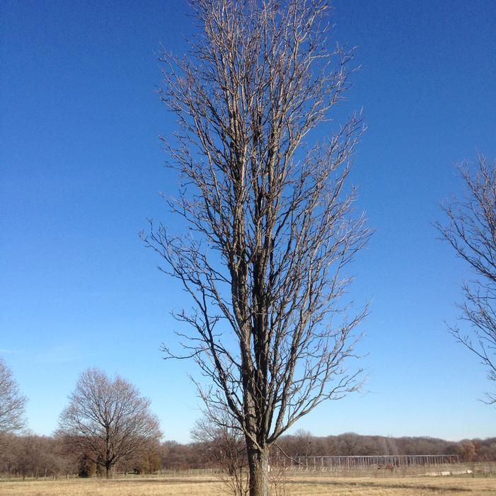 SKINNY LATTE™ KENTUCKY COFFEETREE