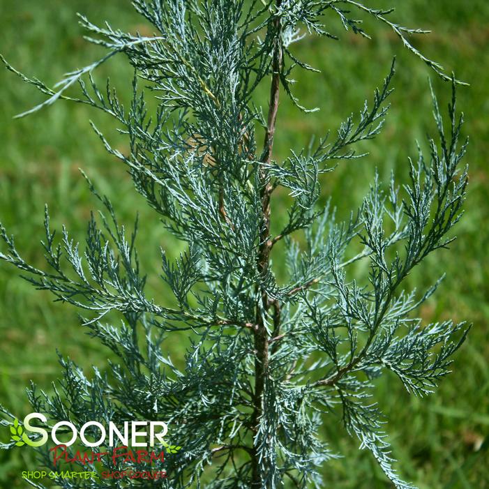SILVER EASTERN RED CEDAR