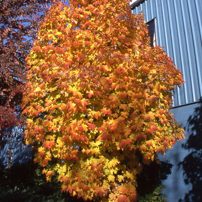 APOLLO® SUGAR MAPLE