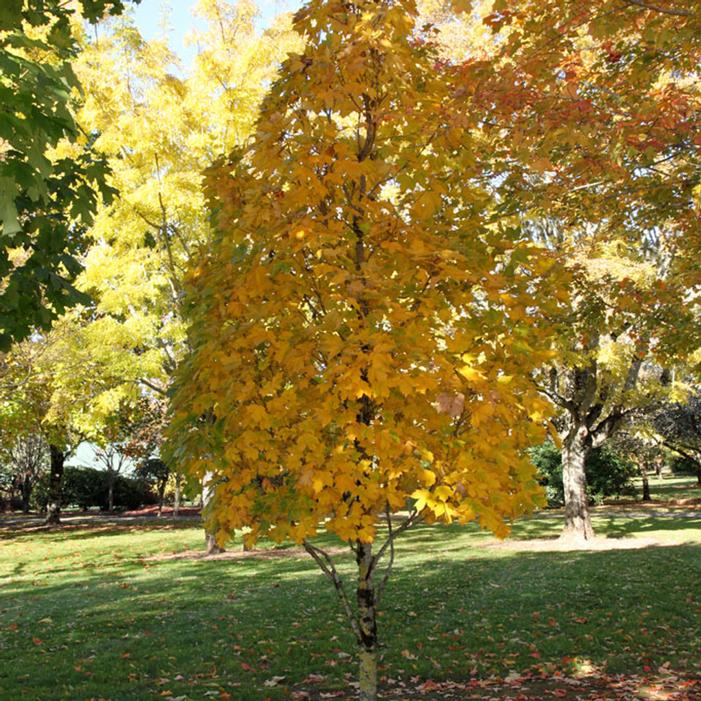 SUGAR CONE SUGAR MAPLE