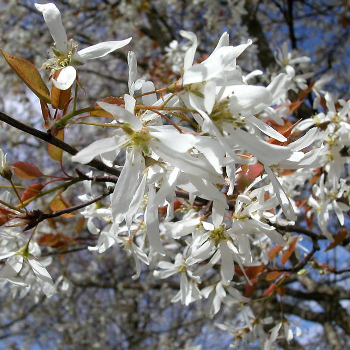 SPRING FLURRY® SERVICEBERRY