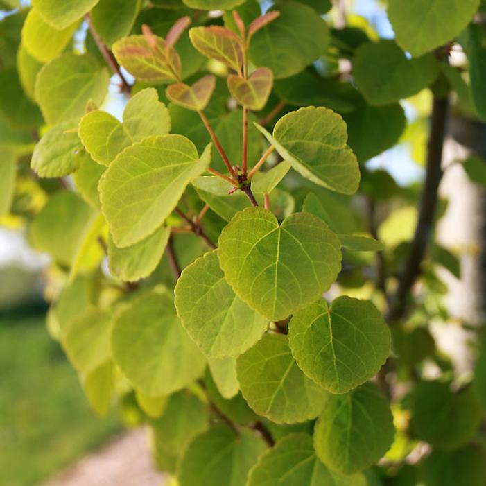 HANNA'S HEART® KATSURA TREE