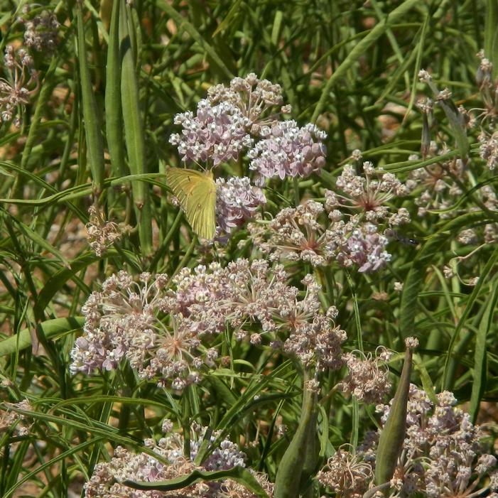 NARROW LEAF MILKWEED