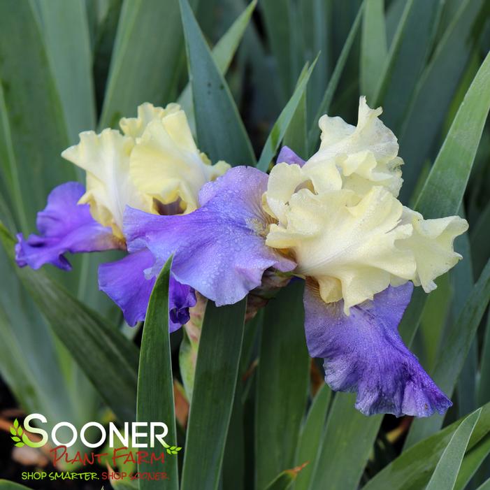 EDITH WOLFORD TALL BEARDED IRIS