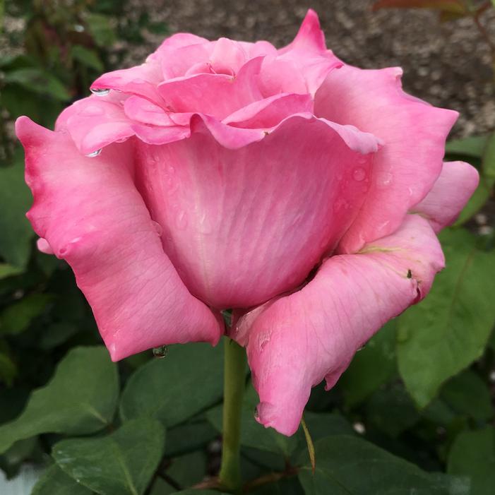 MEMORIAL DAY™ HYBRID TEA ROSE