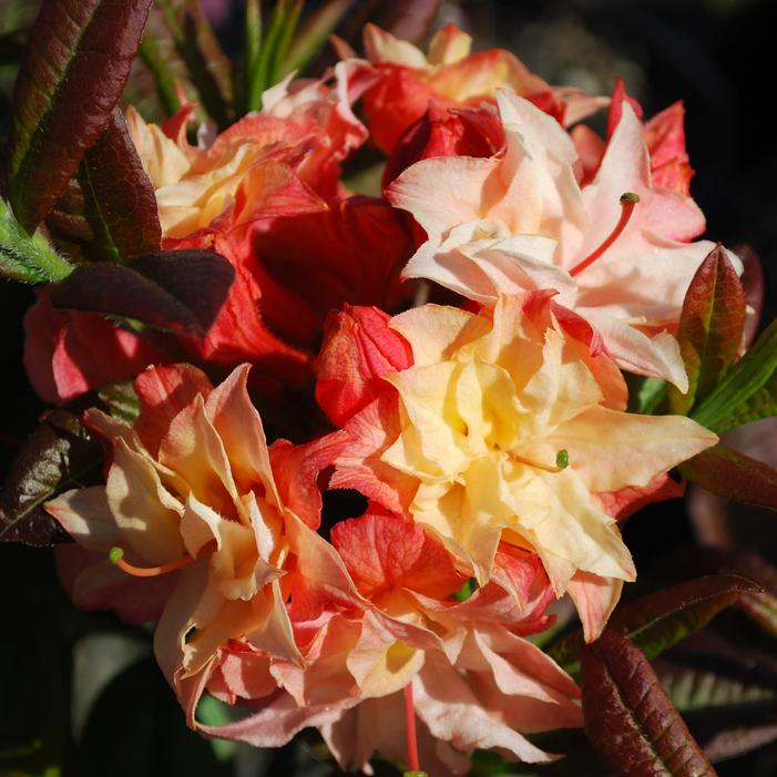 CANNON'S DOUBLE DECIDUOUS AZALEA