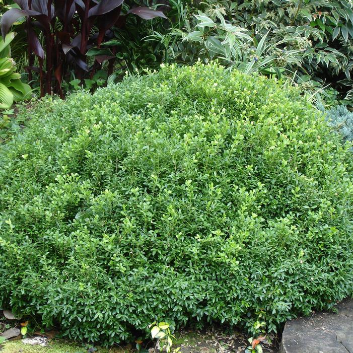 NEWGEN® LIBERTY BELLE™ BOXWOOD